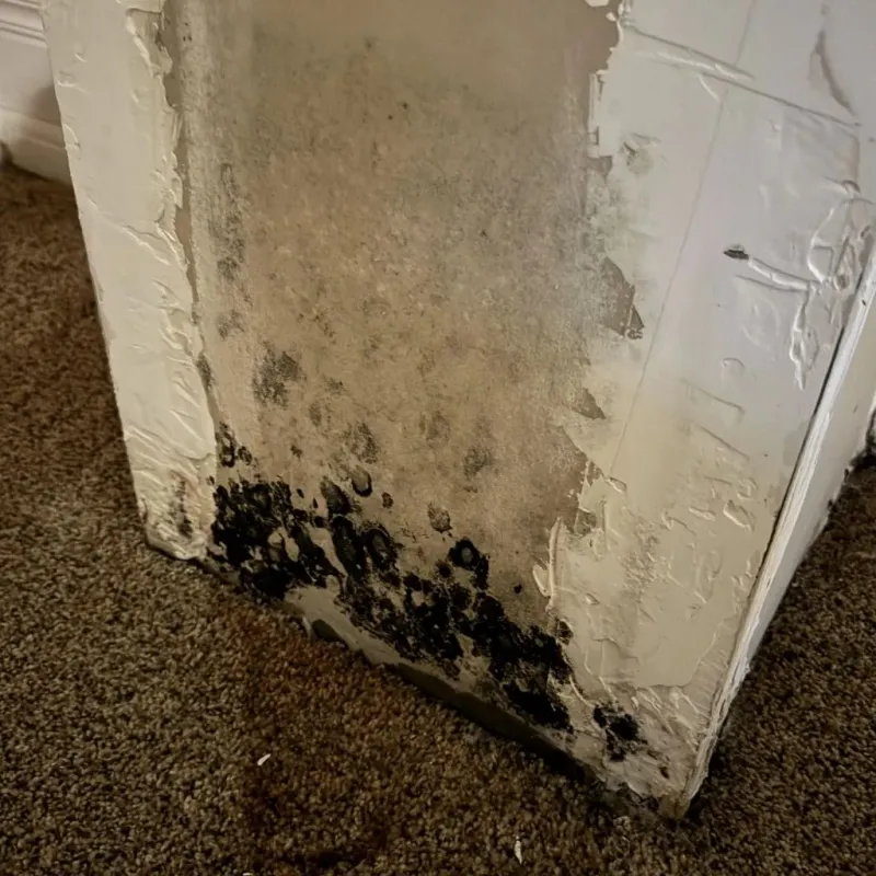 Professional Mold Removal in Kenner, LA